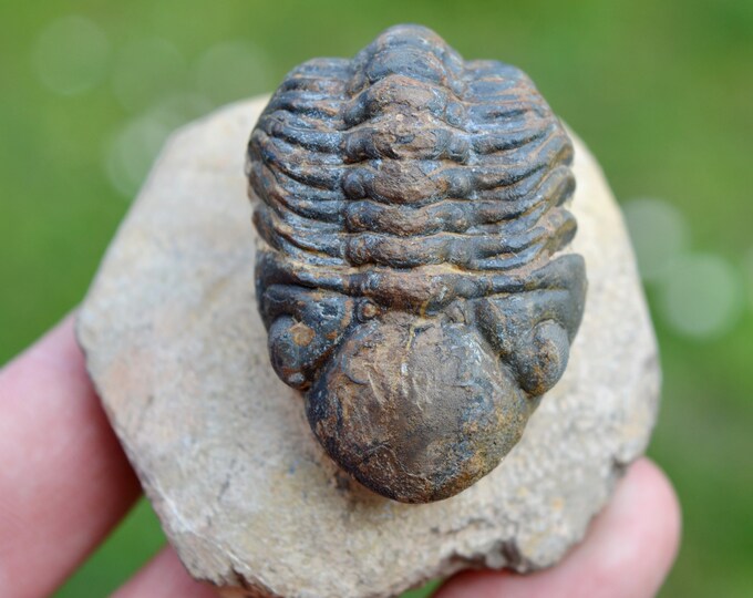 Trilobite - Reedops cephalotes hamlagdadianus - Devonian, Eifelian - Foum Zguid, near Erfoud, Morocco