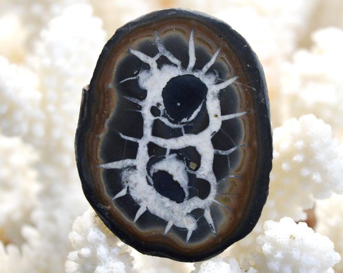 Septaria 25 grams - Jerada Province, Oriental Region, Morocco