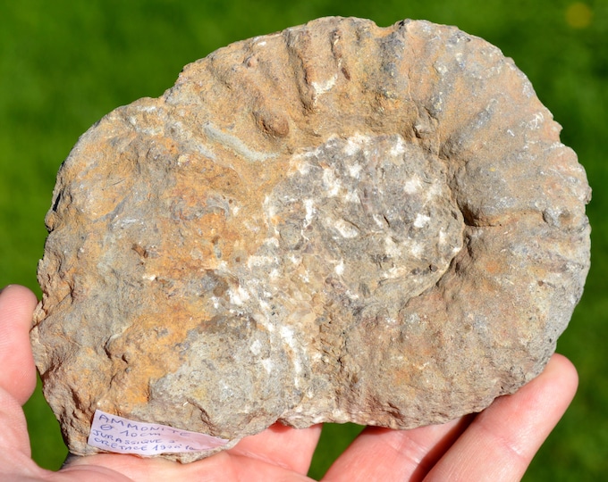 Ammonite - Cretaceous - 650 grams - Origin and species to be determined