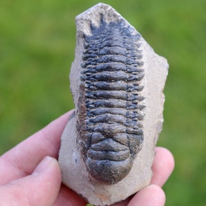 Trilobite - Crotalocephalina (Crotalocephalus) gibbus - Devoniano inferiore - Oufaten, vicino a Alnif, Marocco