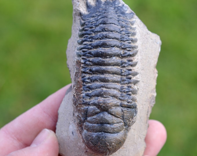 Trilobite - Crotalocephalina (Crotalocephalus) gibbus - Lower Devonian - Oufaten, near Alnif, Morocco