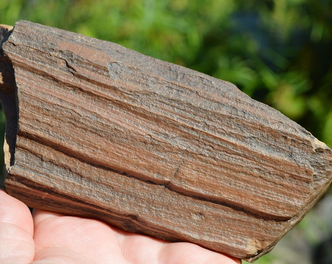 Fossil wood 727 grams - Timimoun, Timimoun District, Timimoun Province, Algeria
