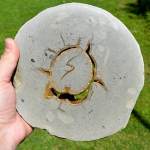 Peut inclure: Un fossile rond gris avec une ouverture centrale circulaire révélant un aperçu de vert. Le fossile a une forme organique unique avec des détails complexes et un contour brun clair. Tenu dans une main sur un fond vert.