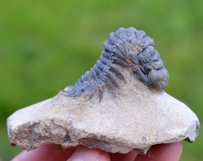 Trilobite - Crotalocephalina (Crotalocephalus) gibbus - Lower Devonian - Oufaten, near Alnif, Morocco