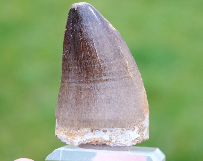 Tooth fossil - Mosasaurus - Upper Cretaceous - 58 mm - Khouribga Basin, Morocco