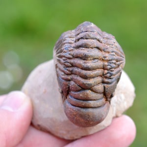 Trilobite - Crotalocephalina (Crotalocephalus) gibbus - Devoniano inferiore - Oufaten, vicino a Alnif, Marocco