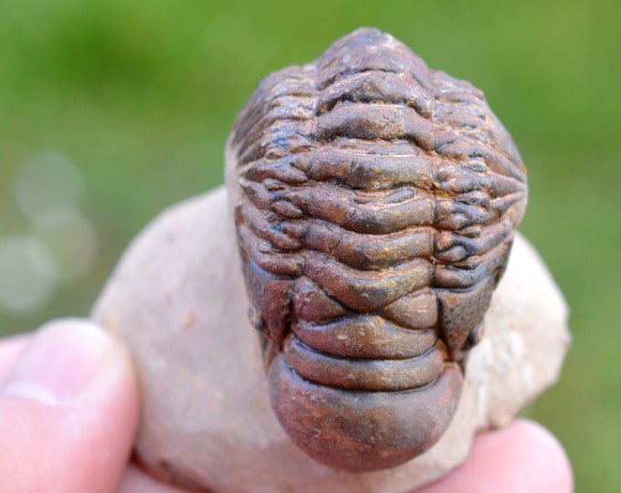 Trilobite - Crotalocephalina (Crotalocephalus) gibbus - Lower Devonian - Oufaten, near Alnif, Morocco