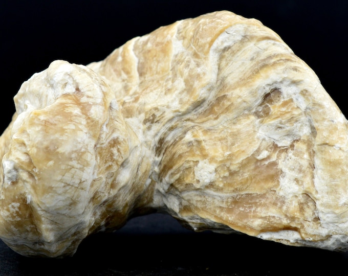 Fossil requienia ammonia - l'isle sur la sorgue, orgone quarry, France Fluorescent