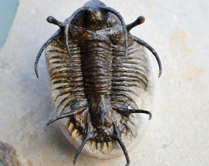 Trilobite - Ceratarges aries - Middle Devonian - 55 mm - Djebel Zireg, Errachidia Province, Morocco