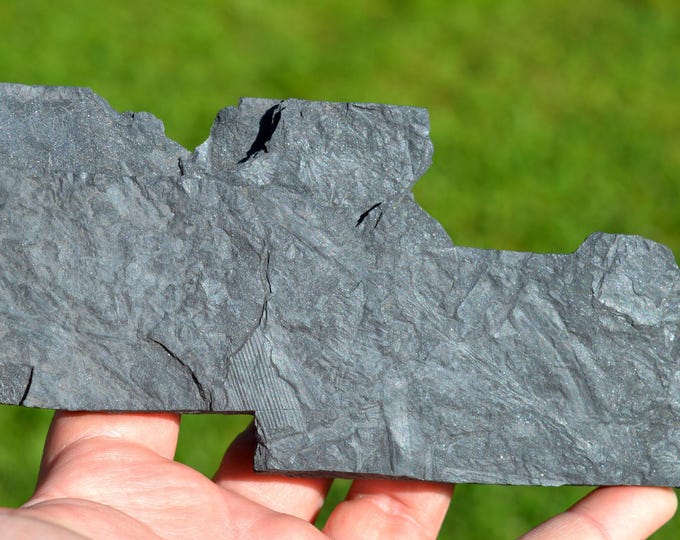 Fossil - Pecopteris Sp & Annularia on schist - Carboniferous, Stephanien - Allier, France