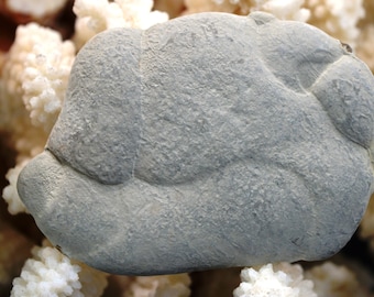 Fairy Stone - 61.3 grams - Harricana River, Quebec, Canada
