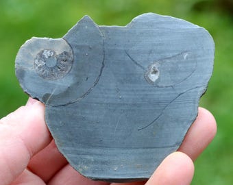Septaria & Ammonite 141 grams - Beauvoisin septaria occurrence, Beauvoisin, Nyons, Drôme, Auvergne-Rhône-Alpes, France