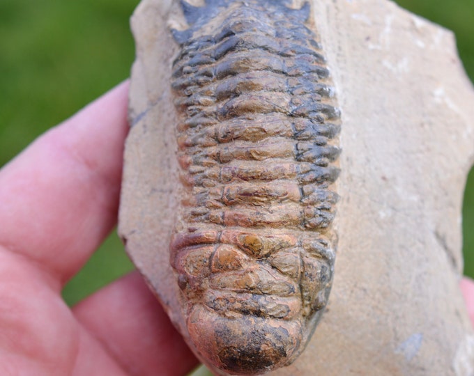 Trilobite - Crotalocephalina (Crotalocephalus) gibbus - Lower Devonian - Oufaten, near Alnif, Morocco