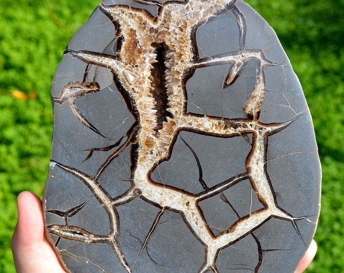 Septaria & Calcite 2680 grams - Crêt Chalam, Chézery-Forens, Arrondissement of Gex, Department of Ain, Auvergne-Rhône-Alpes, France