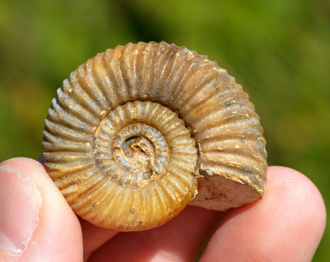 Parkinsonia Pachypleura Buckman - Bathonien - 19 grams - St Jean aux Amognes, France