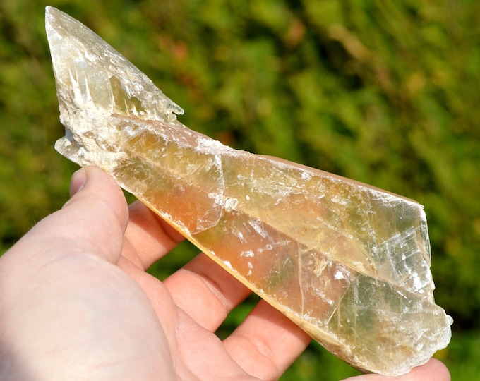 “Fer-de-lance” gypsum - 273 grams - Monthyon, Seine et Marne, France