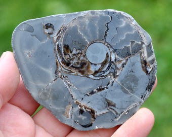 Septaria & Ammonite 119 grams - Beauvoisin septaria occurrence, Beauvoisin, Nyons, Drôme, Auvergne-Rhône-Alpes, France