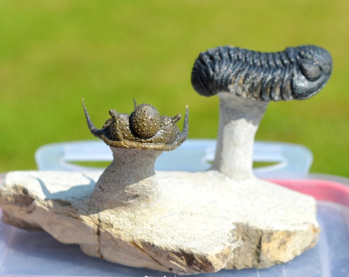 Trilobite - Cyphaspis + Morocops Ovatus - Devonian - 45 mm - Morocco