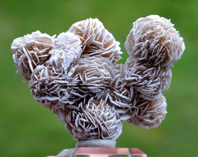 Gypsum var. Rose des sables 69 grams - Samalayuca Desert, Ahumada Municipality, Chihuahua, Mexico