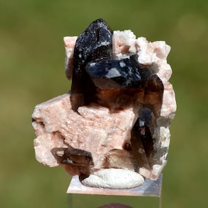 Puede incluir: Un grupo de cristales de cuarzo ahumado, con puntas marrón oscuro y negras, sobre un fondo de matriz rosa claro y blanca. Los cristales están bien definidos, mostrando formaciones geológicas naturales.