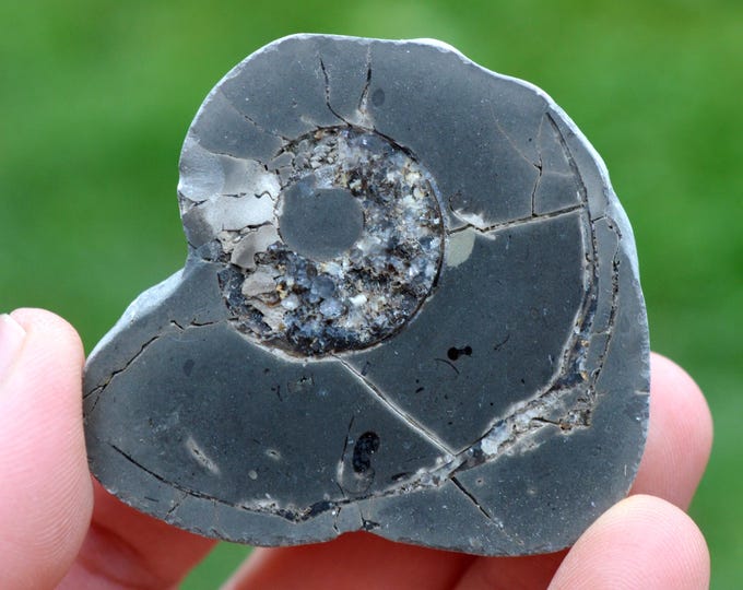 Septaria & Ammonite 68 grams - Beauvoisin septaria occurrence, Beauvoisin, Nyons, Drôme, Auvergne-Rhône-Alpes, France