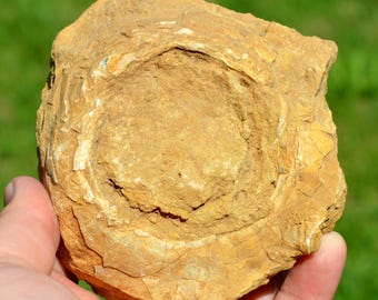 Sphaerulites foliaceus - Cenomanian-Turonian - Bézenac, Castels and Bézenac, Sarlat-la-Canéda, Dordogne, New Aquitaine, France