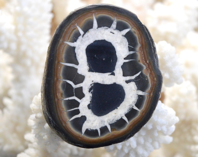 Septaria 47 grams - Jerada Province, Oriental Region, Morocco