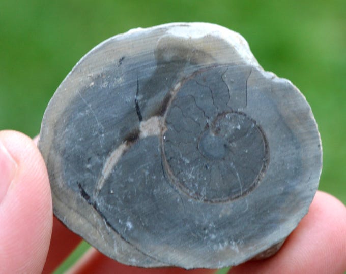 Septaria & Ammonite 75 grams - Beauvoisin septaria occurrence, Beauvoisin, Nyons, Drôme, Auvergne-Rhône-Alpes, France
