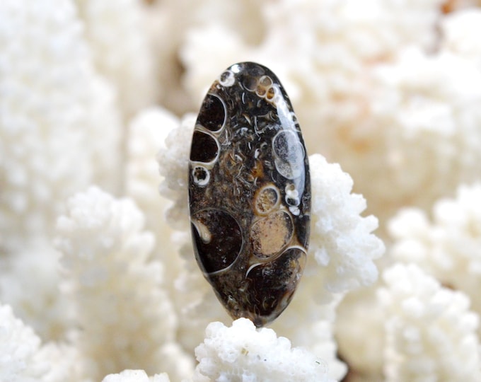 Turitella agate 23 carats - natural stone cabochon - USA / EF4