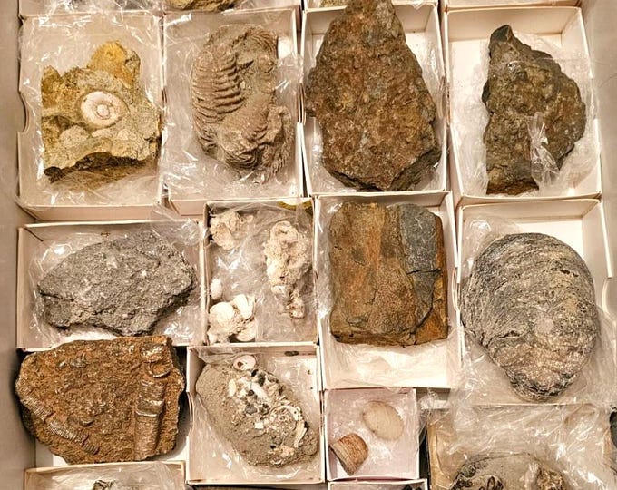 Lot 89 varied fossils to identify