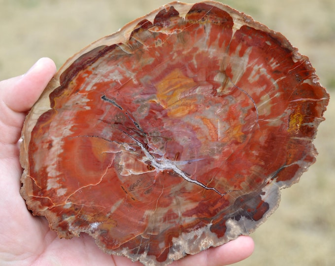 Fossilized wood, 520 grams - Mahajanga Province, Madagascar