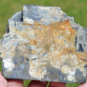 May include: A rectangular rock sample with a rough, textured surface. The rock displays a mix of gray, black, and orange-brown hues. The surface features intricate patterns, possibly fossilized, with radial, star-like formations. The rock is held in a hand.