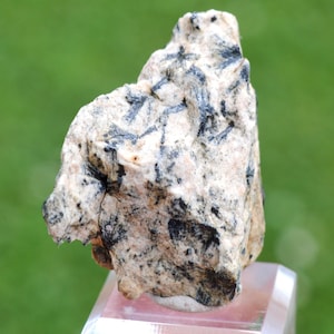 May include: A rough, beige-colored rock with black, needle-like inclusions. The rock is displayed on a clear, pinkish-hued stand, with a blurred green background. The stone's surface is textured and irregular, showcasing natural mineral formations.
