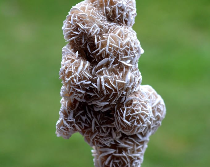 Gypsum var. Rose des sables 80 grams - Samalayuca Desert, Ahumada Municipality, Chihuahua, Mexico