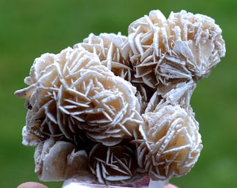 Gypsum var. Rose des sables 80 grams - Samalayuca Desert, Ahumada Municipality, Chihuahua, Mexico