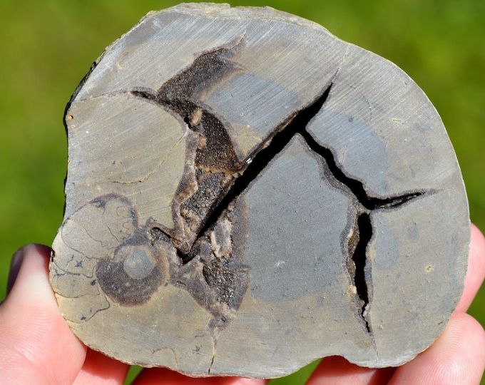 Septaria & Ammonite 254 grams - Beauvoisin septaria occurrence, Beauvoisin, Nyons, Drôme, Auvergne-Rhône-Alpes, France