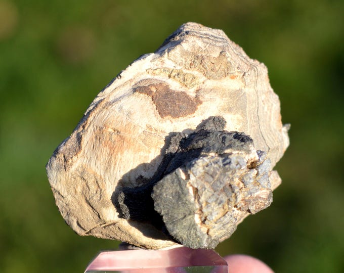 Schalenblende & Marcasite 123 grams - Cemetery quarry, Seilles, Andenne, Namur, Wallonia, Belgium