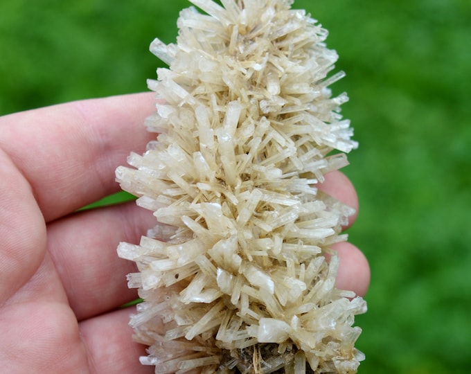 Gypsum on wood 94 grams - Naica, Mun. de Saucillo, Chihuahua, Mexico