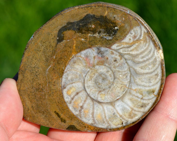 Goniatite Ammonite - Devonian - 142 grams - Arfoud, Morocco