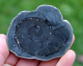 Septaria & Ammonite 140 grams - Beauvoisin septaria occurrence, Beauvoisin, Nyons, Drôme, Auvergne-Rhône-Alpes, France