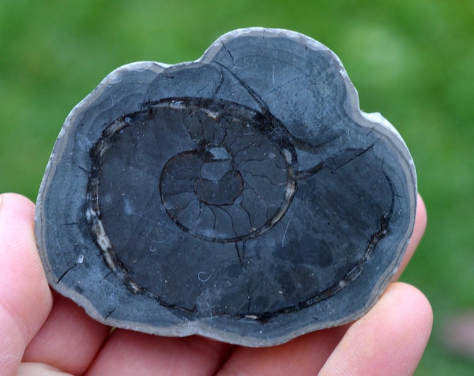 Septaria & Ammonite 140 grams - Beauvoisin septaria occurrence, Beauvoisin, Nyons, Drôme, Auvergne-Rhône-Alpes, France