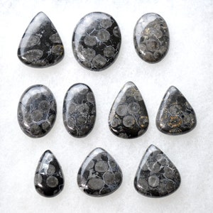 Lote de 10 cabujones de coral fósil - 240 quilates - cabujón de piedra natural // BT24