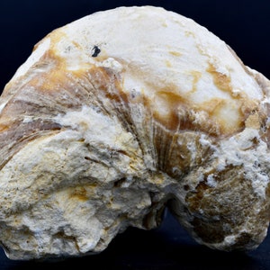 Requienia ammonia fossil Isle sur la Sorgue, Orgon quarry, France Fluorescent image 4