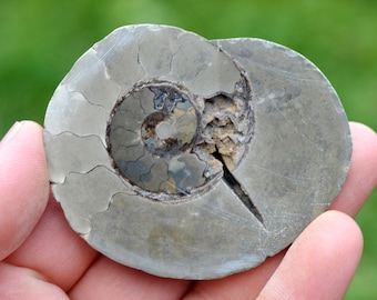 Septaria & Ammonite 54 grams - Beauvoisin septaria occurrence, Beauvoisin, Nyons, Drôme, Auvergne-Rhône-Alpes, France