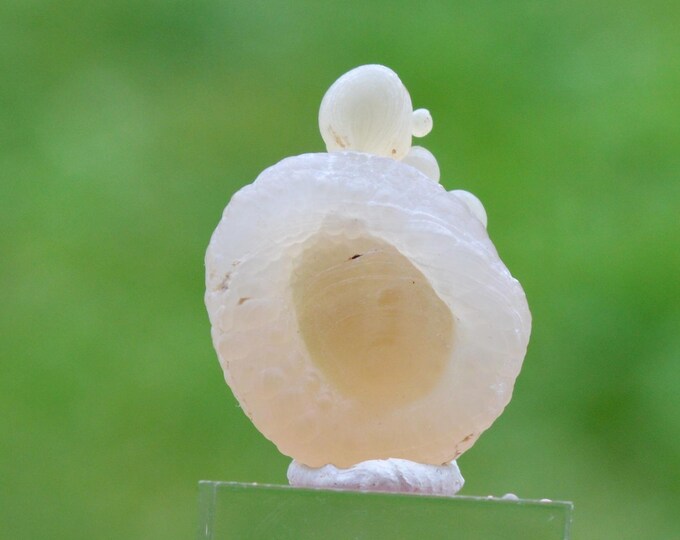 Guttular Chalcedony 4 grams - Aulon, Saint-Gaudens, Haute-Garonne, Occitanie, France