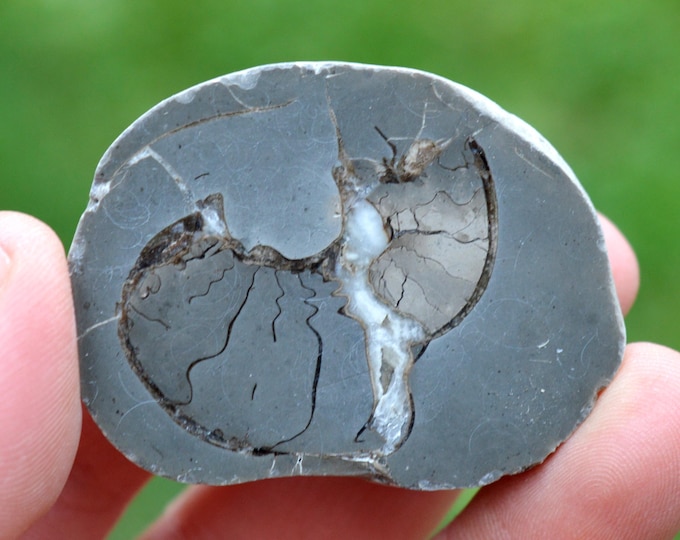 Septaria & Ammonite 65 grams - Beauvoisin septaria occurrence, Beauvoisin, Nyons, Drôme, Auvergne-Rhône-Alpes, France