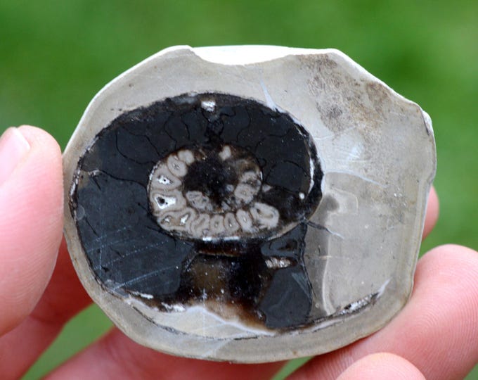 Septaria & Ammonite 67 grams - Beauvoisin septaria occurrence, Beauvoisin, Nyons, Drôme, Auvergne-Rhône-Alpes, France