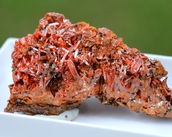 Crocoïte 33 grammes - Dundas mineral field, Zeehan District, West Coast municipality, Tasmania, Australie