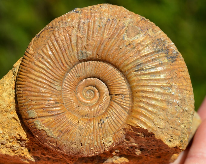 Subdiscosphinctes sp - Oxfordian - 384 grams - Cherves, France