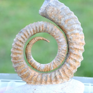 Ammonite Anetoceras sp. - Devonian - 97 mm - Morocco